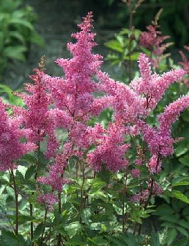 100 PINK MIX ASTILBE (False Spirea / False Goats Beard) Astilbe Chinensis Flower Seeds