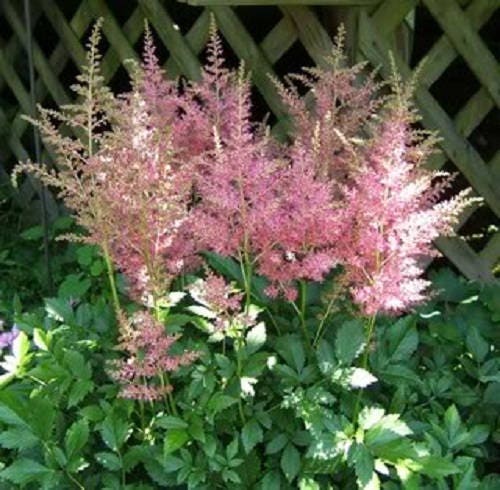 100 PINK MIX ASTILBE (False Spirea / False Goats Beard) Astilbe Chinensis Flower Seeds