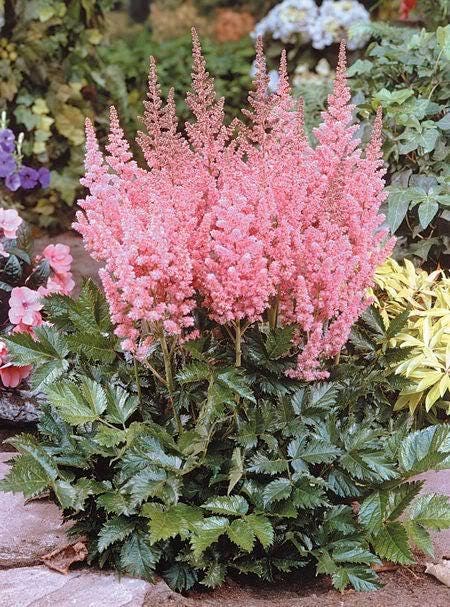 100 PINK MIX ASTILBE (False Spirea / False Goats Beard) Astilbe Chinensis Flower Seeds