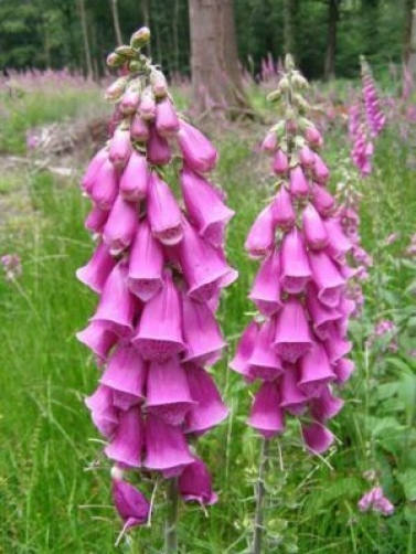 1000 Seeds MIXED FOXGLOVE Digitalis Purpurea Flower Seeds