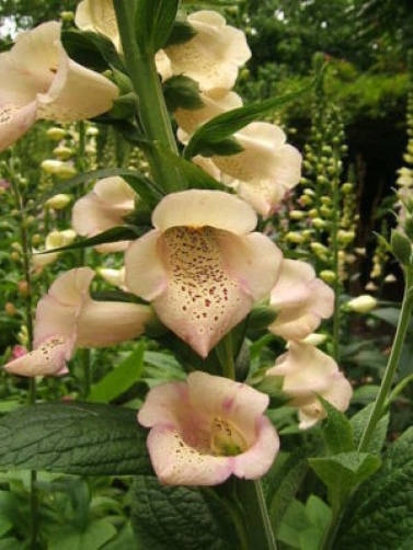1000 Seeds MIXED FOXGLOVE Digitalis Purpurea Flower Seeds