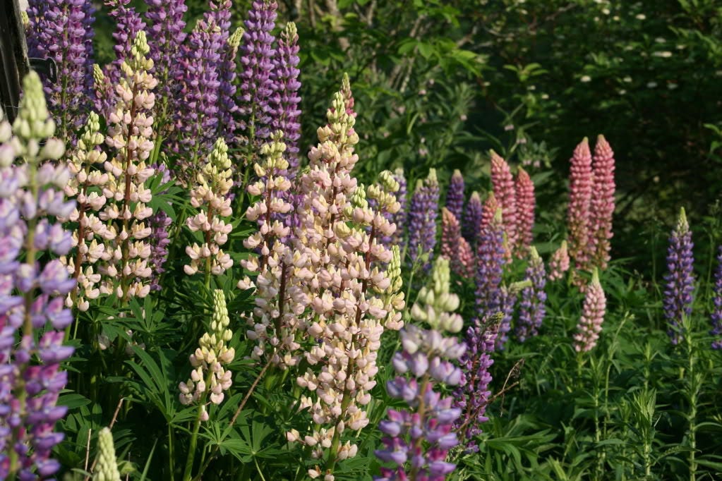 75 Mixed Colors RUSSELL LUPINE (Streamside, Bigleaf, Garden, or Washington Lupine) Lupinus Polyphyllus Flower Seeds