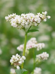 200 Organic BUCKWHEAT Fagopyrum Esculentum Grain Cover Crop Ground Cover Flower Vegetable Seeds