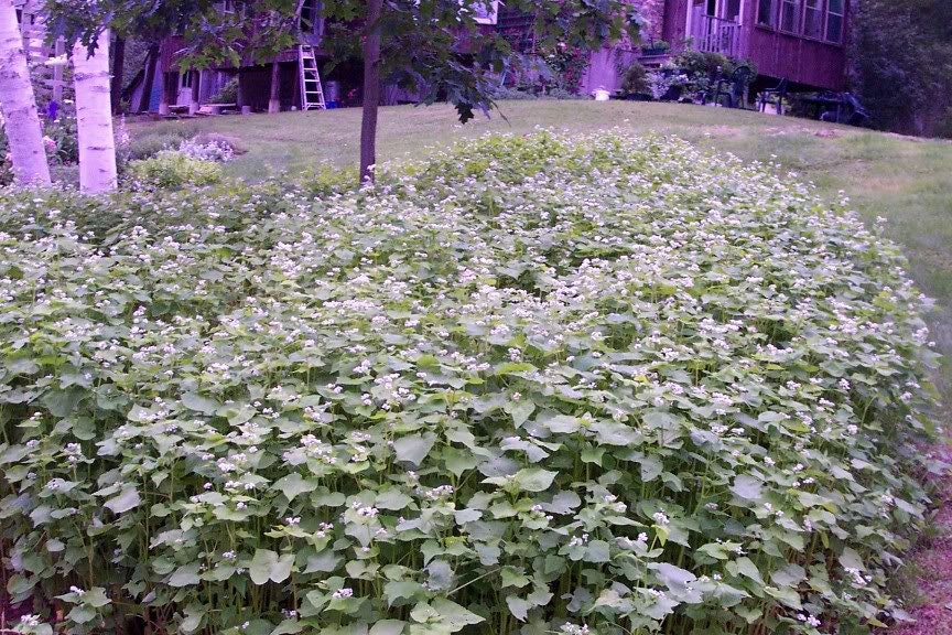 200 Organic BUCKWHEAT Fagopyrum Esculentum Grain Cover Crop Ground Cover Flower Vegetable Seeds