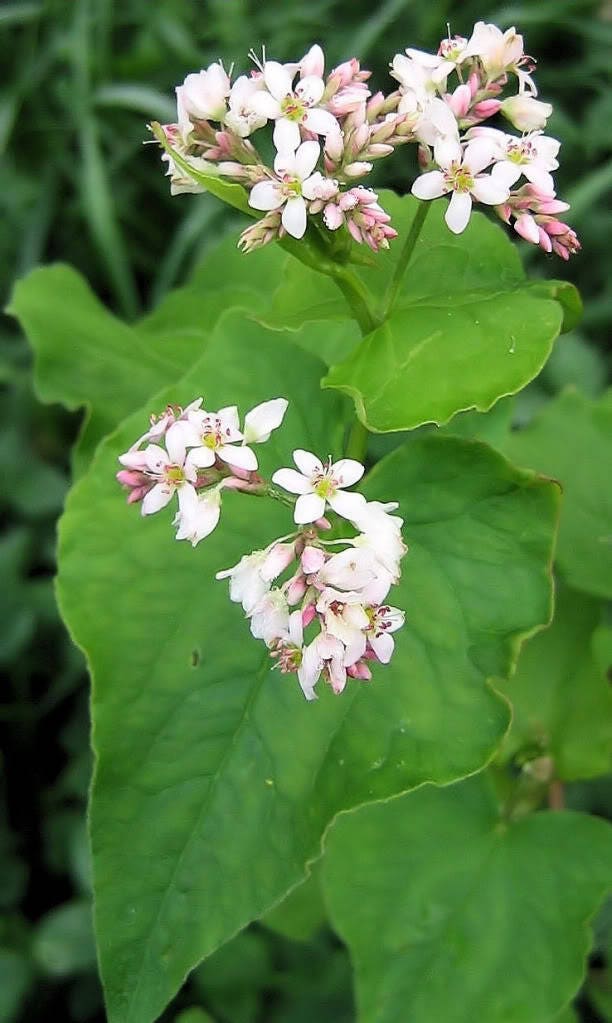 200 Organic BUCKWHEAT Fagopyrum Esculentum Grain Cover Crop Ground Cover Flower Vegetable Seeds
