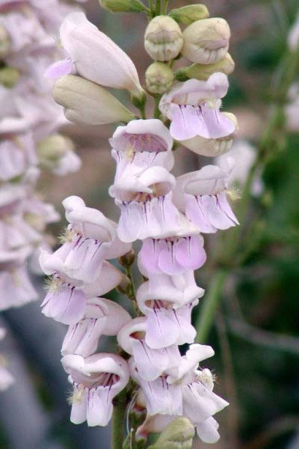 500 PALE BEARDTONGUE Penstemon Pallidus Flower Seeds