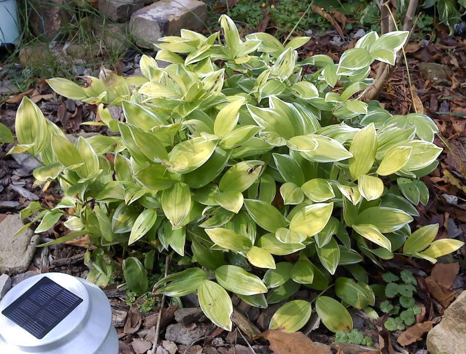 15 SOLOMONS SEAL Polygonatum Canaliculatum Flower Seeds
