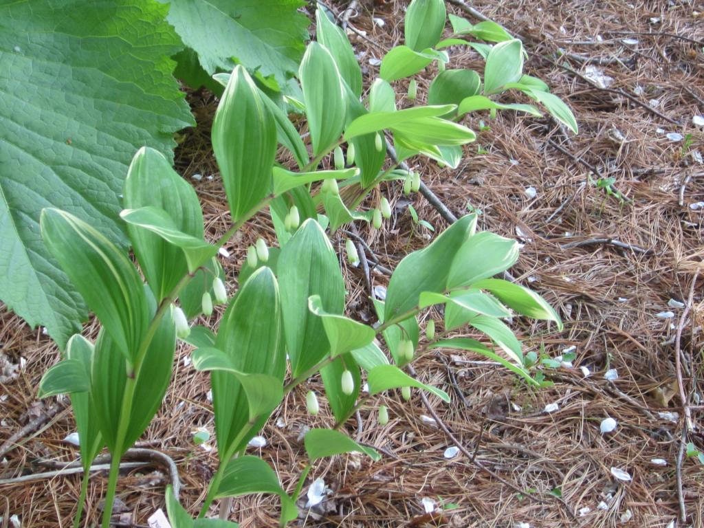 15 SOLOMONS SEAL Polygonatum Canaliculatum Flower Seeds