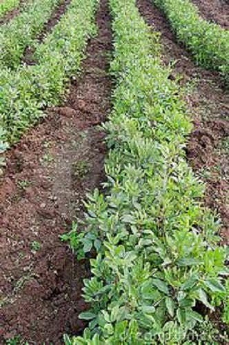 20 FORDHOOK LIMA BEAN Phaseolus Lunatus Bush Bean Vegetable Seeds