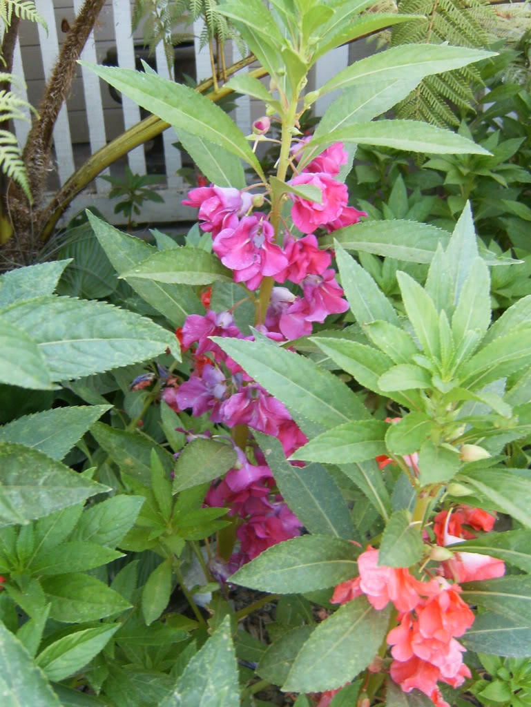 100 IMPATIENS (Balsam / Lady Slipper / Touch Me Not) Impatiens Balsamina Flower Seeds