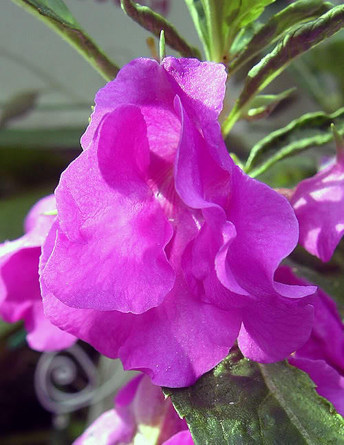 100 IMPATIENS (Balsam / Lady Slipper / Touch Me Not) Impatiens Balsamina Flower Seeds