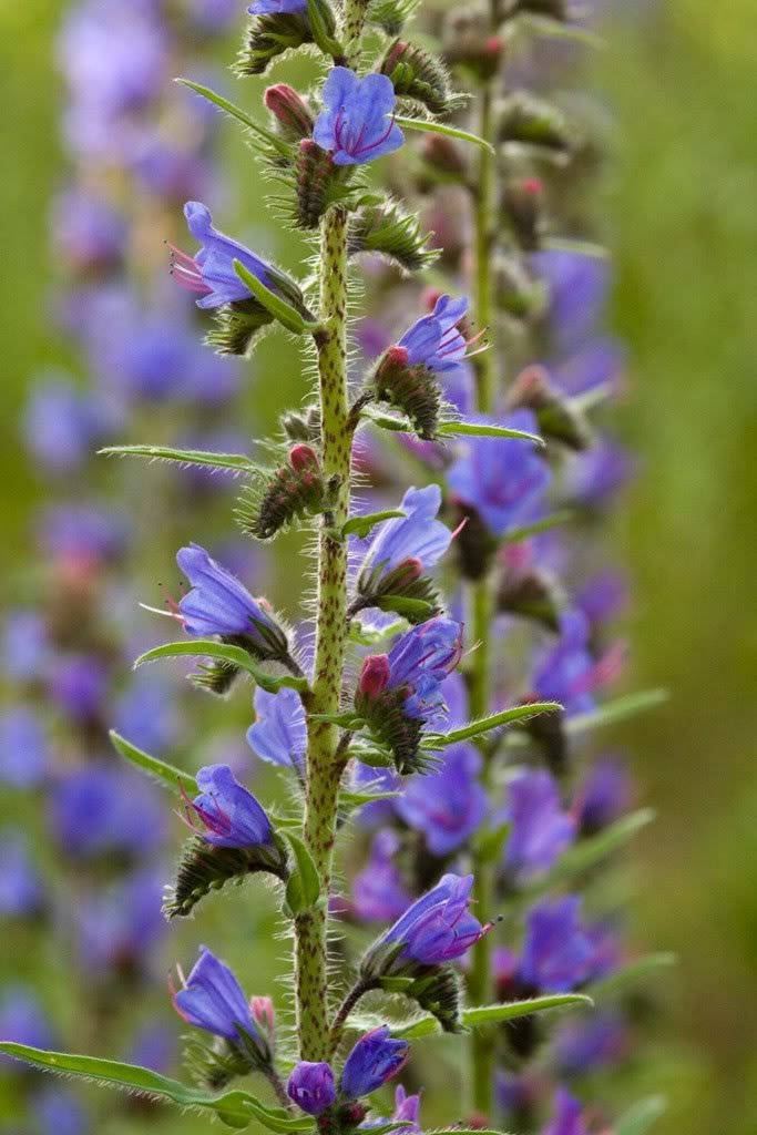 100 Blue VIPERS BUGLOSS Echium Vulgare Blue Flower Seeds