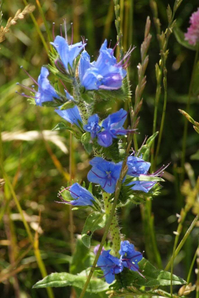 100 Blue VIPERS BUGLOSS Echium Vulgare Blue Flower Seeds