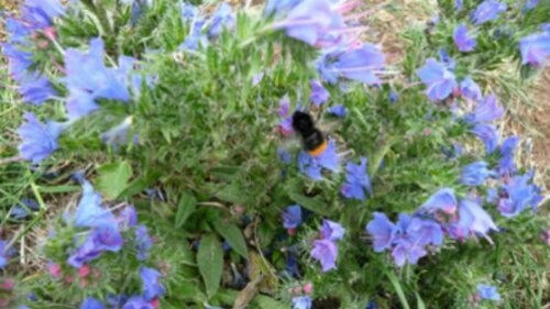 100 Blue VIPERS BUGLOSS Echium Vulgare Blue Flower Seeds