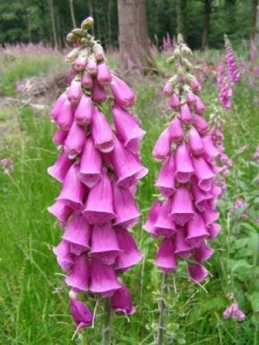 1000 PINK & PURPLE Mix FOXGLOVE Digitalis Flower Seeds