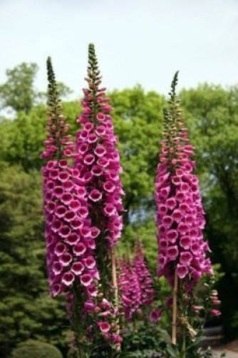 1000 PINK & PURPLE Mix FOXGLOVE Digitalis Flower Seeds