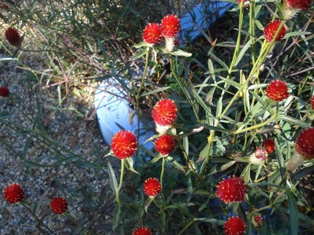 50 GLOBE AMARANTH MIX Gomphrena Globosa Mixed Colors Amaranthus Flower Seeds