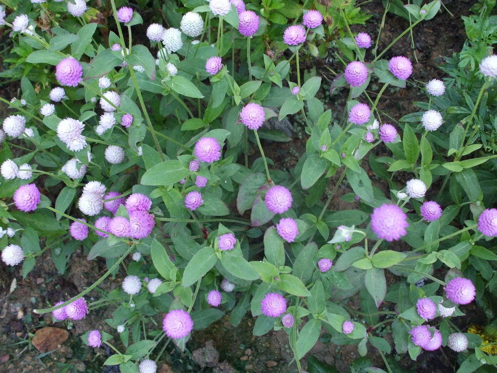 50 GLOBE AMARANTH MIX Gomphrena Globosa Mixed Colors Amaranthus Flower Seeds