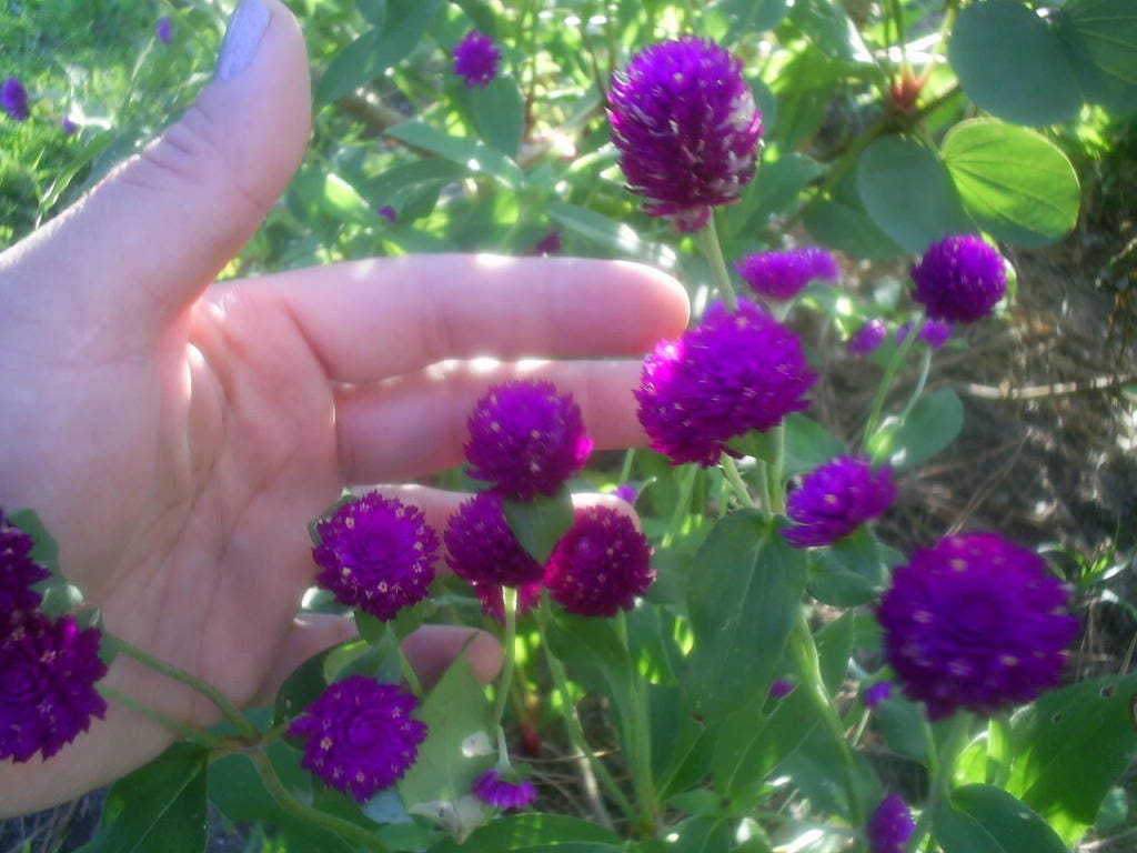 50 GLOBE AMARANTH MIX Gomphrena Globosa Mixed Colors Amaranthus Flower Seeds