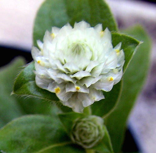 50 GLOBE AMARANTH MIX Gomphrena Globosa Mixed Colors Amaranthus Flower Seeds