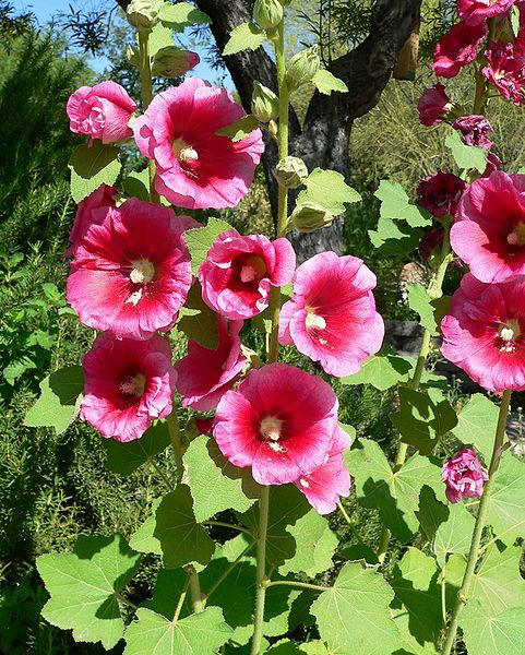 50 Mixed Colors HOLLYHOCK KING HENRY Viii Mix Alcea Rosea Flower Seeds