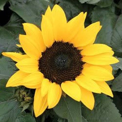 30 INCREDIBLE DWARF SUNFLOWER Helianthus Annuus Flower Seeds