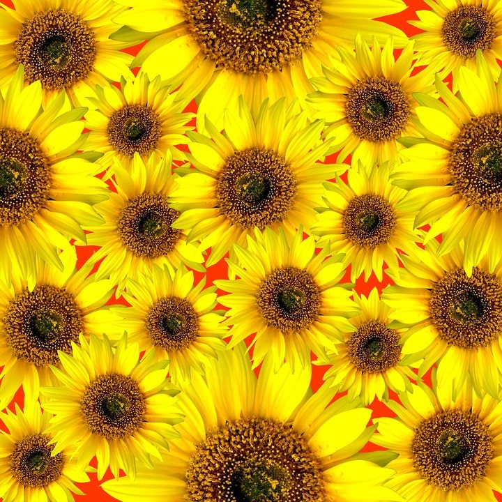 30 INCREDIBLE DWARF SUNFLOWER Helianthus Annuus Flower Seeds