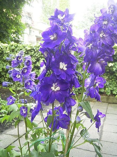 500 Purple ROCKET LARKSPUR DELPHINIUM Ajacis Consolida Flower Seeds