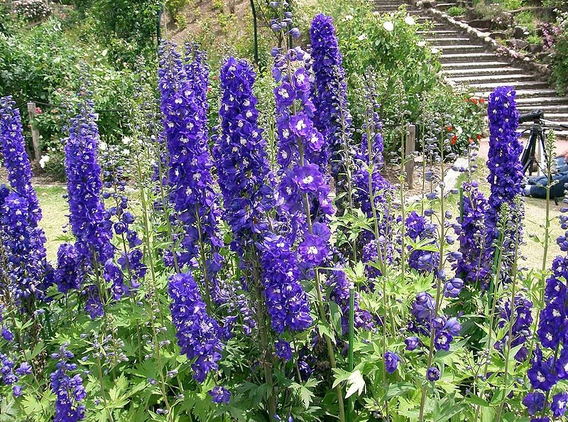 500 Purple ROCKET LARKSPUR DELPHINIUM Ajacis Consolida Flower Seeds