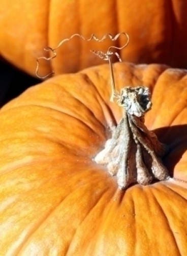50 JACK O LANTERN PUMPKIN Cucurbita Maxima Vegetable Seeds
