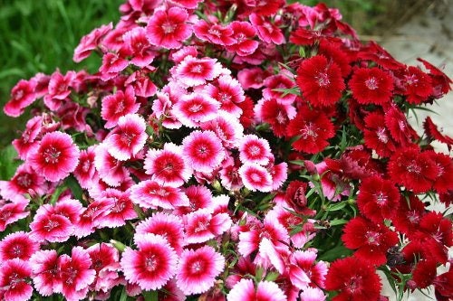 500 MIXED Colors SWEET WILLIAM Dianthus Barbatus Color Mix Red White Pink Bicolor Flower Seeds