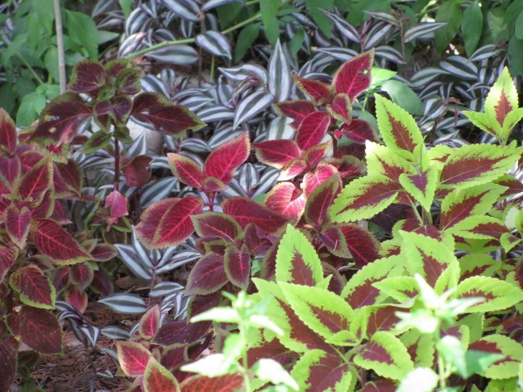 100 Mixed Colors COLEUS RAINBOW MIX Shade Houseplant Solenostemon Flower Seeds