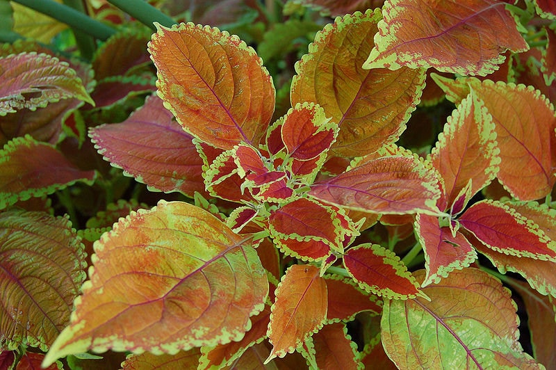 100 Mixed Colors COLEUS RAINBOW MIX Shade Houseplant Solenostemon Flower Seeds