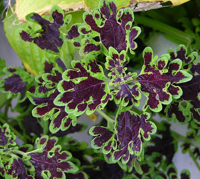 100 Mixed Colors COLEUS RAINBOW MIX Shade Houseplant Solenostemon Flower Seeds