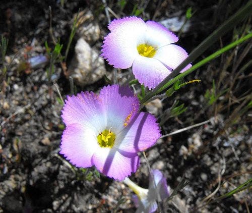 1000 MOUNTAIN PHLOX (California Phlox) Linanthus Grandiflorus Flower Seeds