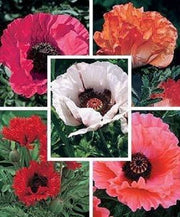 1000 MIXED Colors ORIENTAL POPPY Papaver Orientale Flower Seeds