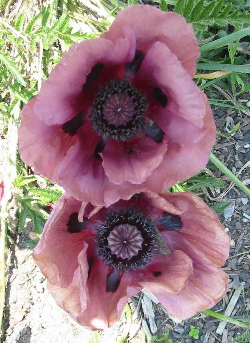 1000 MIXED Colors ORIENTAL POPPY Papaver Orientale Flower Seeds