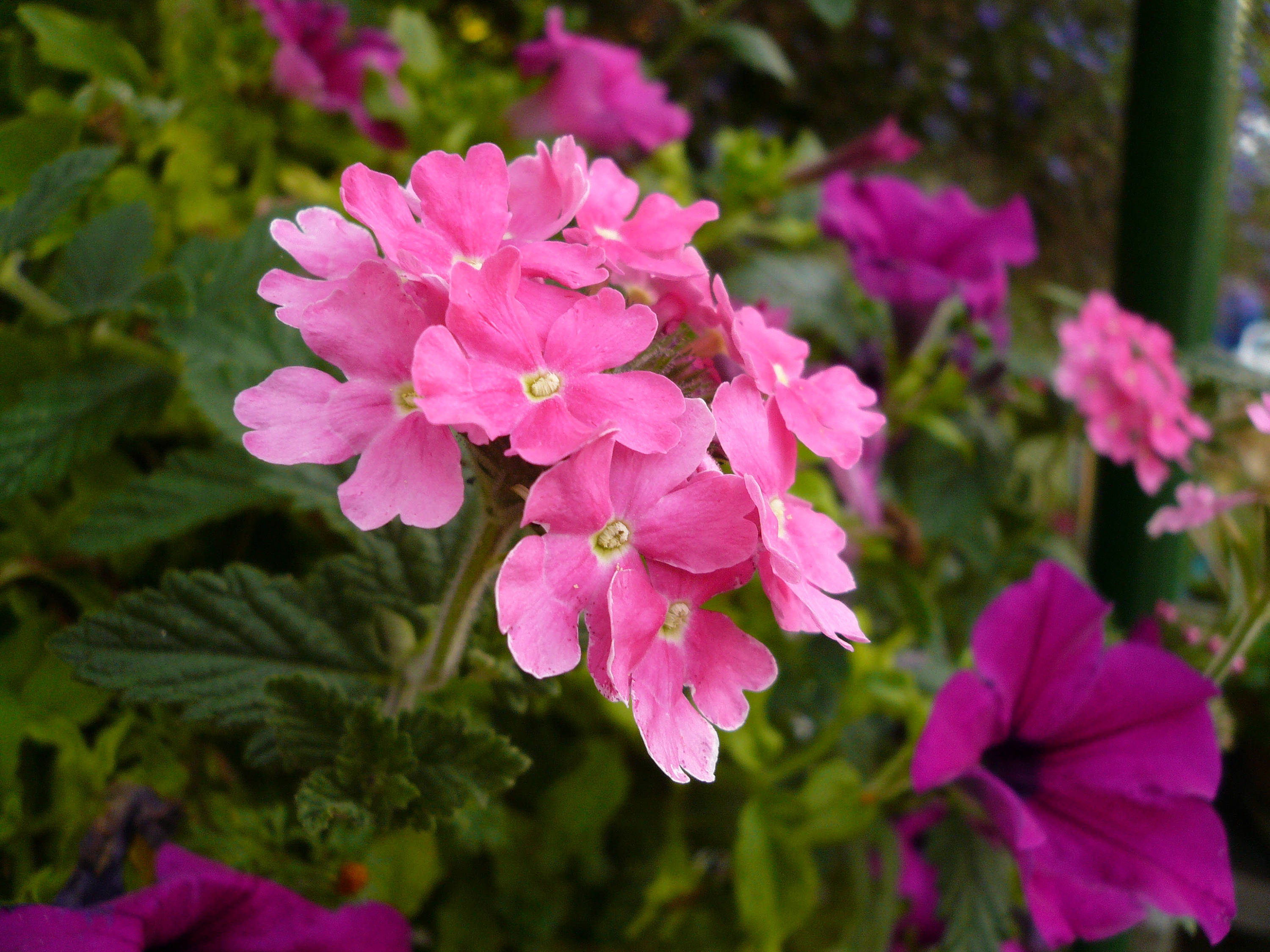 200 Pink & Purple MOSS VERBENA Verbena Tenuisecta Fragrant Hummingbird Flower Seeds
