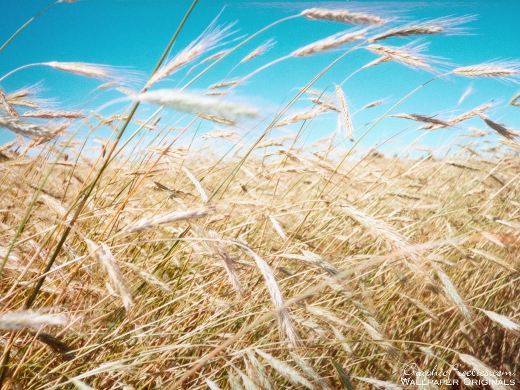 100 Common BARLEY Hordeum Vulgare Grain Grass Cover Crop Beer Seeds