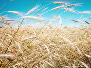100 Common BARLEY Hordeum Vulgare Grain Grass Cover Crop Beer Seeds