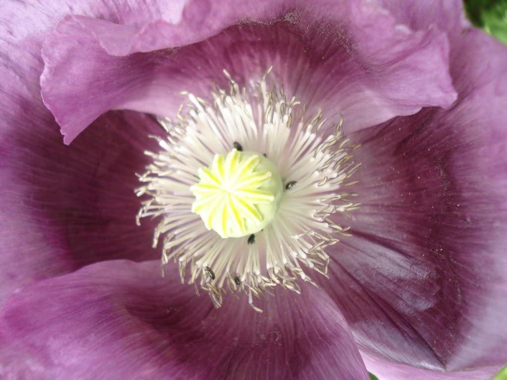 1000 LAVENDER POPPY Purple Papaver Somniferum Flower Seeds