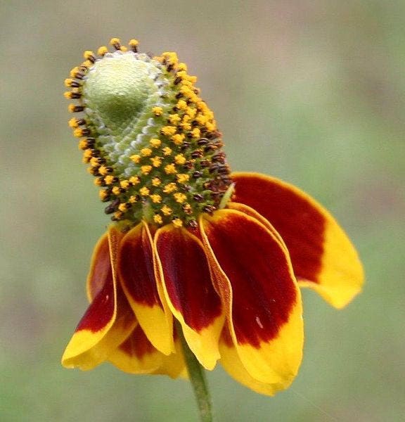 500 MEXICAN HAT Ratibida Columnaris Flower Seeds