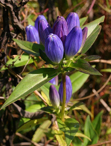 200 BOTTLE GENTIAN (Closed or Blind Gentian / Cloistered Heart) Gentiana Andrewsii Flower Seeds
