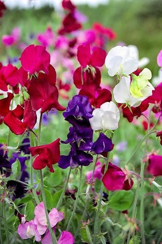 60 Mixed Colors SWEET PEA ROYAL Family Mix Lathyrus Odoratus Flower Vine Seeds