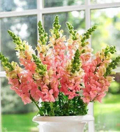 2000 PINK SNAPDRAGON Linaria Maroccana Flower Seeds