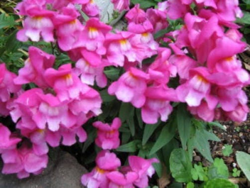 2000 PINK SNAPDRAGON Linaria Maroccana Flower Seeds