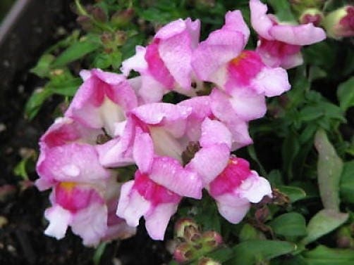 2000 PINK SNAPDRAGON Linaria Maroccana Flower Seeds