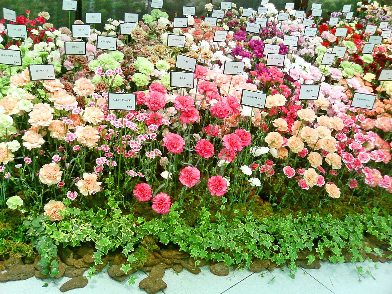 100 Mixed CARNATION / DOUBLE DIANTHUS Chinensis Flower Seeds