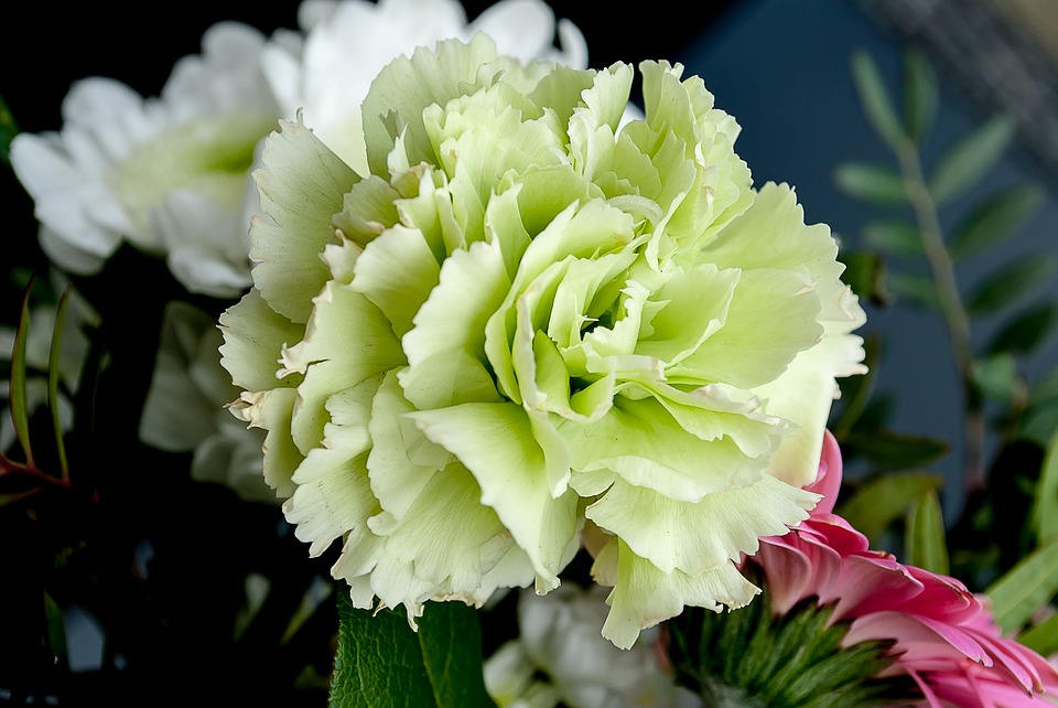 100 Mixed CARNATION / DOUBLE DIANTHUS Chinensis Flower Seeds