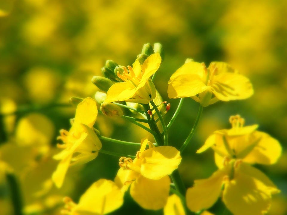 1000 Dwarf ESSEX RAPE KALE Brassica Napus Vegetable Seeds